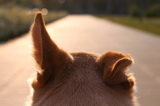 back of dog head with one ear raised