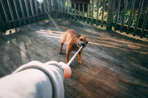 first person POV of a person holding one end of a rope with a dog pulling on the other end