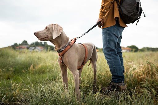 dog on a leash in a field and their owner visible from the waist down