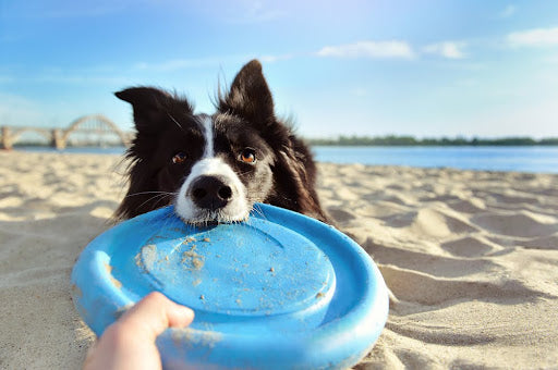 dog on the beach pulling on a rubber frisbee held by a person out of frame
