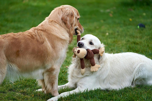 two retrievers playing with a plush monkey toy in the grass