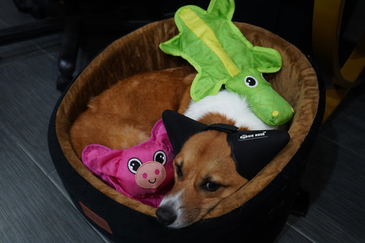 The Crinkle Squeaky Pet Toy