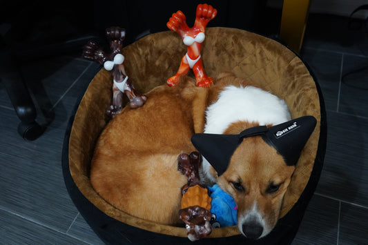 Catwoman Coffee Blend & Flame Color Dog Chew Toy – Heavy-Duty, Toy for Aggressive Chewers