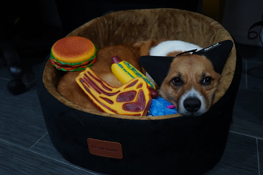 Meat Lovers Dog Package – Gourmet Dogs & Interactive Toys for All Breeds