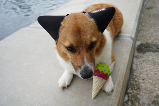 ICE CREAM CONE SQUEAK DOG TOY