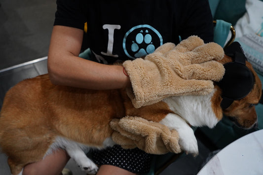 Ultra Soft Pet Drying Gloves – Quick-Dry Grooming Mitts for Dogs