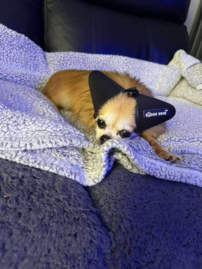 Doggie Hush™ Pro — Professional-Grade Noise-Cancelling Headphones/ Earmuffs for Dogs