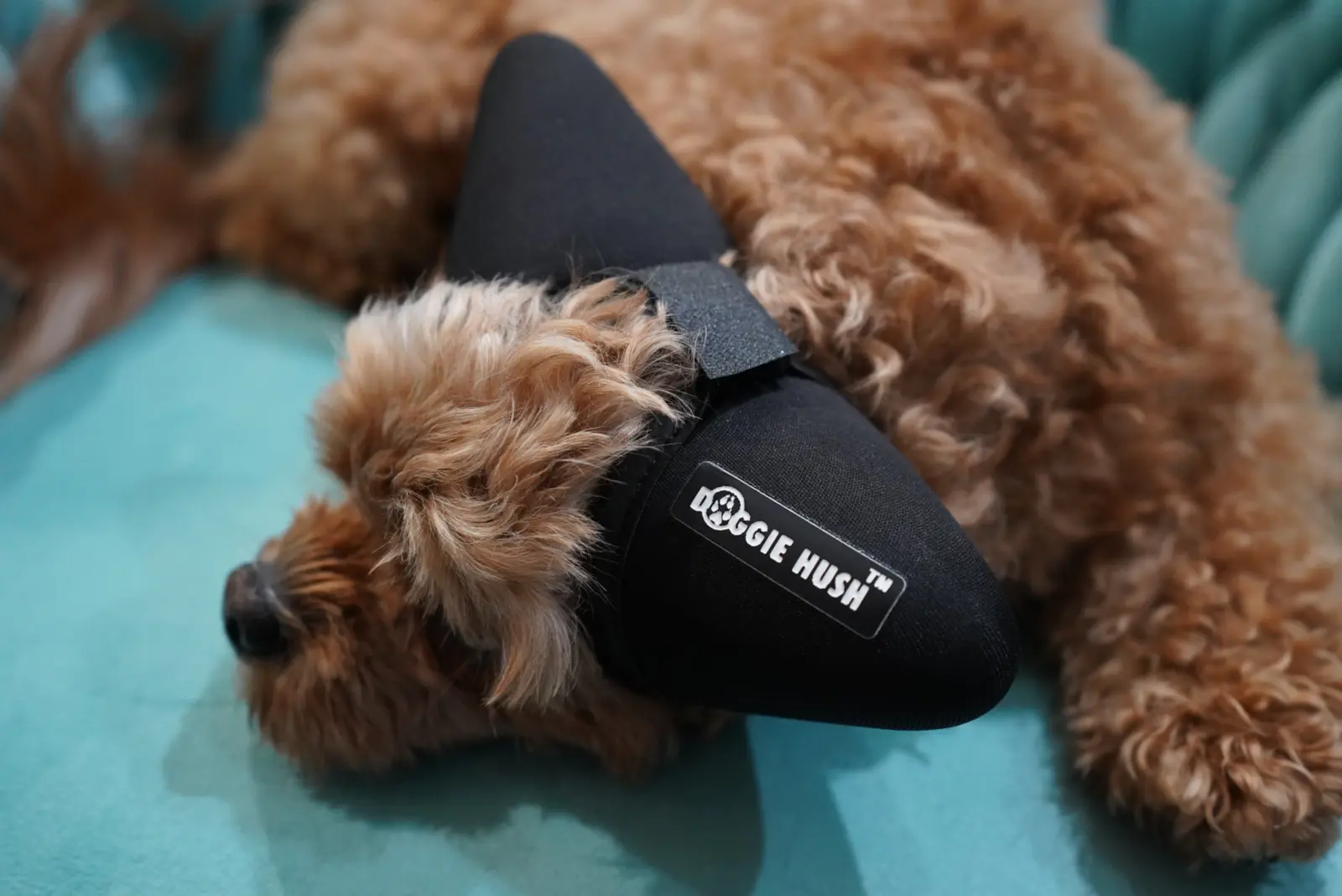 Dog resting calmly while wearing Doggie Hush ear protection