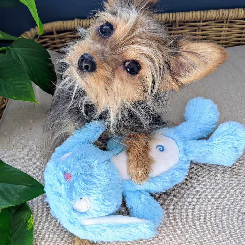 LULUBELLES BY HUXLEY AND KENT POW-ER SLAPPIES BETTY BUNNY DURABLE DOG TOY