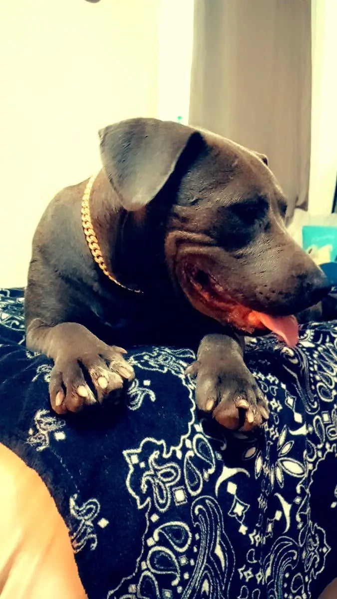 ROSE GOLD DIAMOND DOG CHAIN