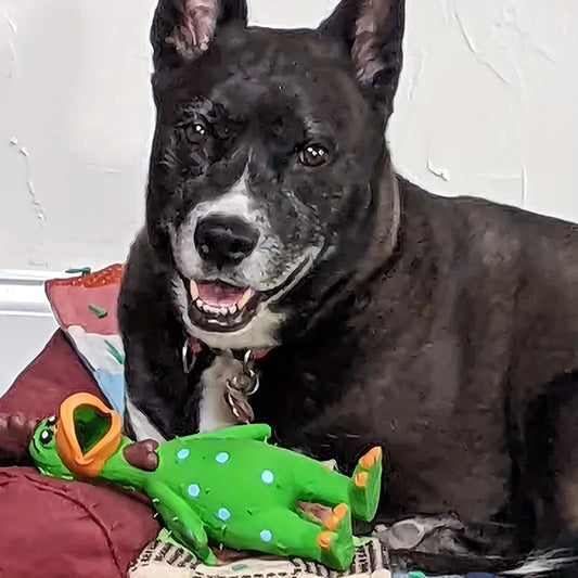 Latex Large Durable Squeaky Chicken Dog Toy