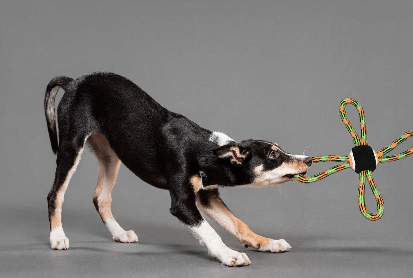 4 Way Rope & Tennis Ball Toy