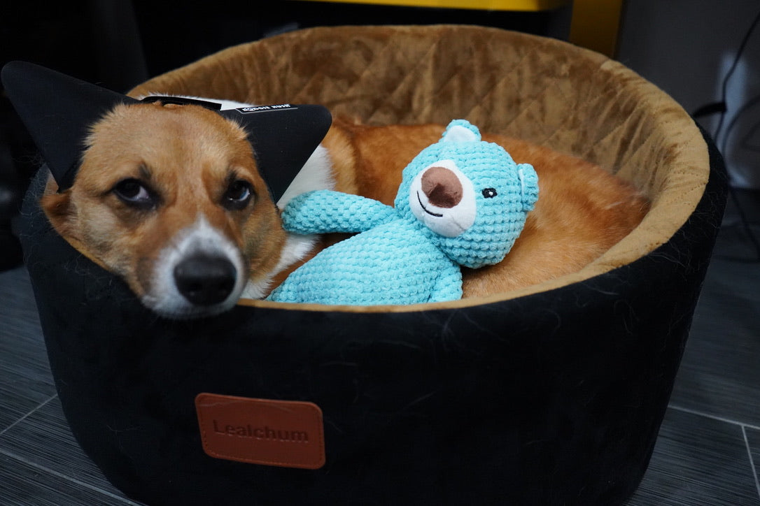 BLUE TEDDY BEAR PLUSH DOG TOY