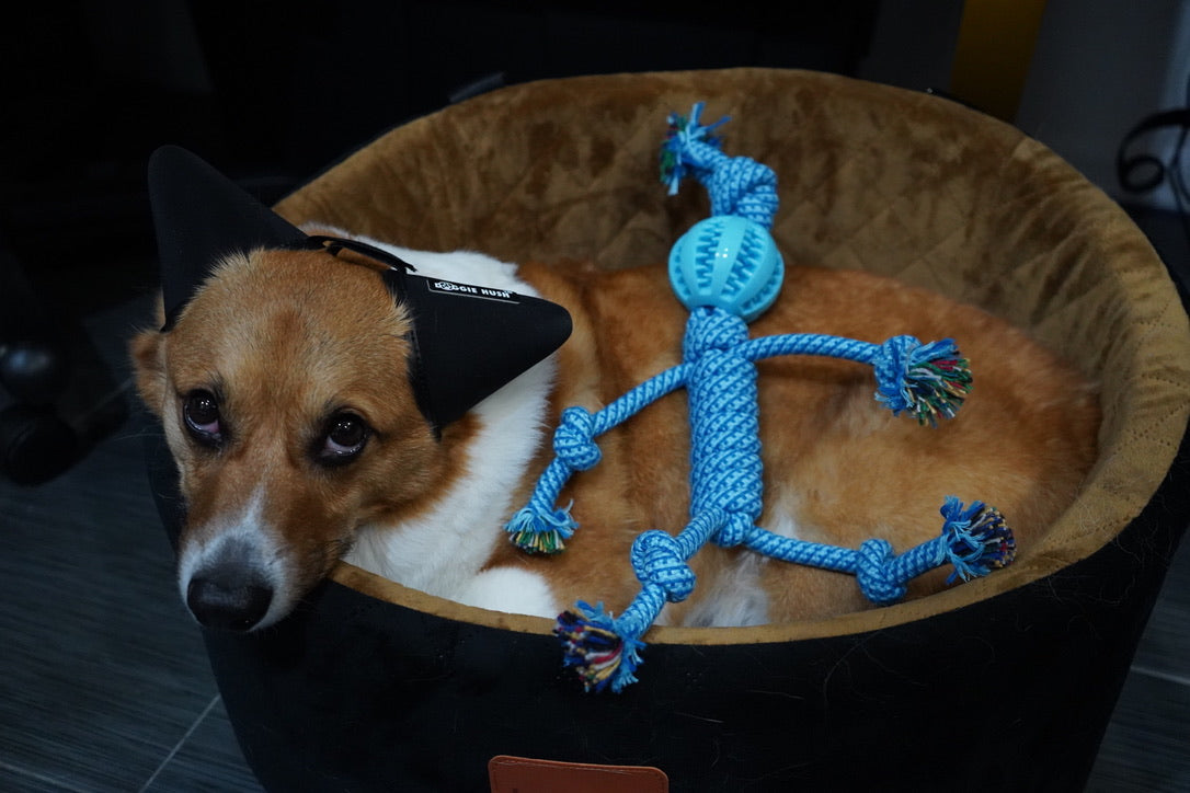 BOY 18 INCH BLUE KNOTTED ROPE DOG TOY