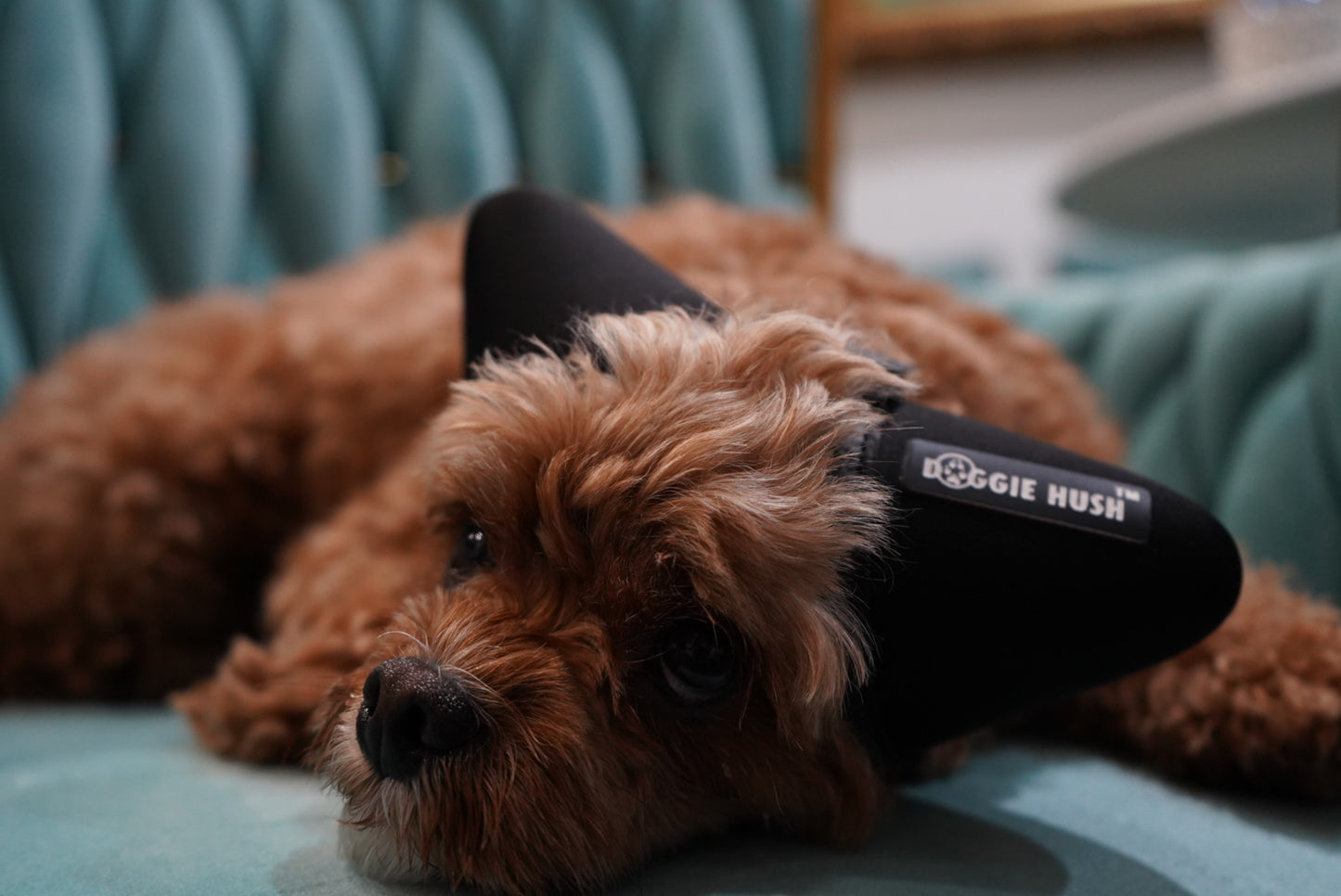 Doggie Hush™ Pro — Professional-Grade Noise-Cancelling Headphones/ Earmuffs for Dogs