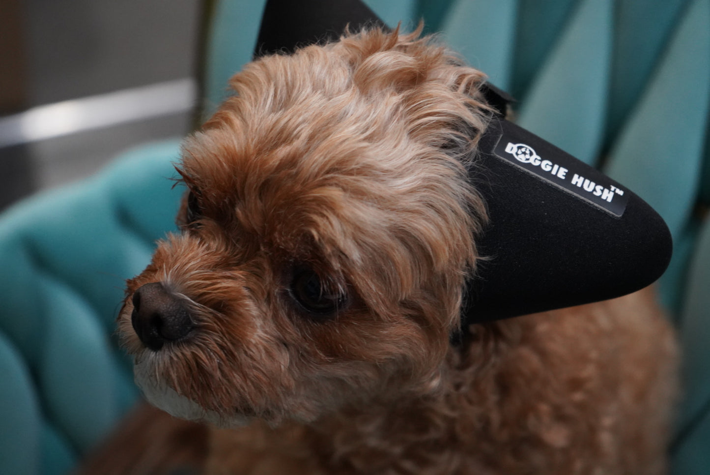 Doggie Hush™ Pro — Professional-Grade Noise-Cancelling Headphones/ Earmuffs for Dogs