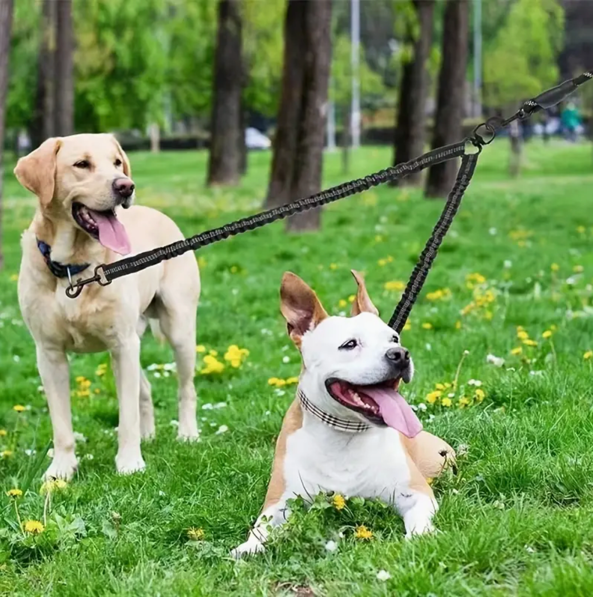 TWO-DOG 360° NO-TANGLE SWIVEL LEASH