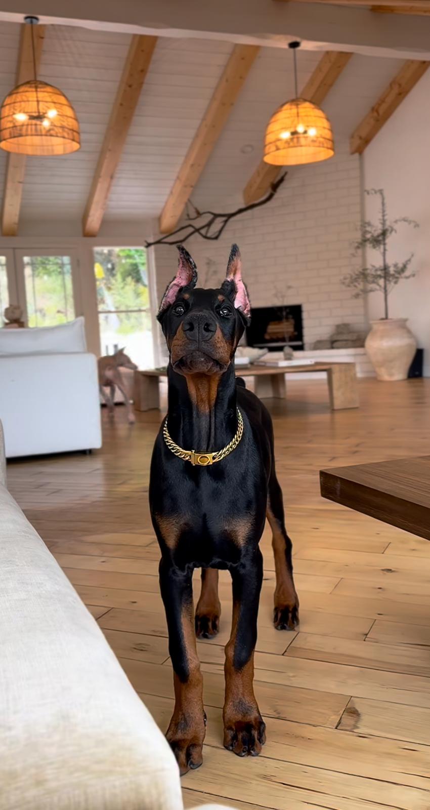 Luxury Gold Dog Necklace Collar – Elegant Pet Jewelry