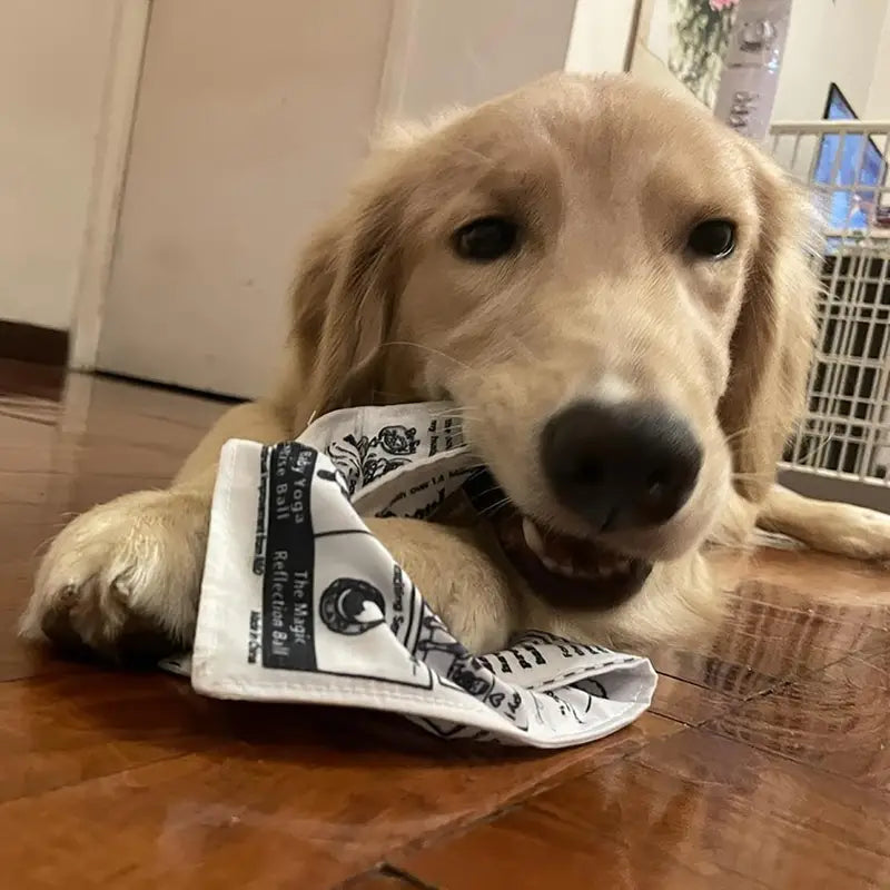 DURABLE CRINKLE PAPER DOG TOY