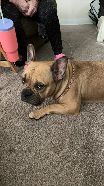 ROSE GOLD DIAMOND DOG CHAIN