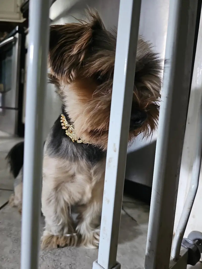 ROSE GOLD DIAMOND DOG CHAIN