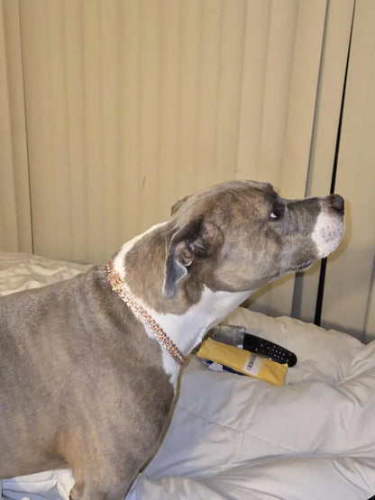 ROSE GOLD DIAMOND DOG CHAIN