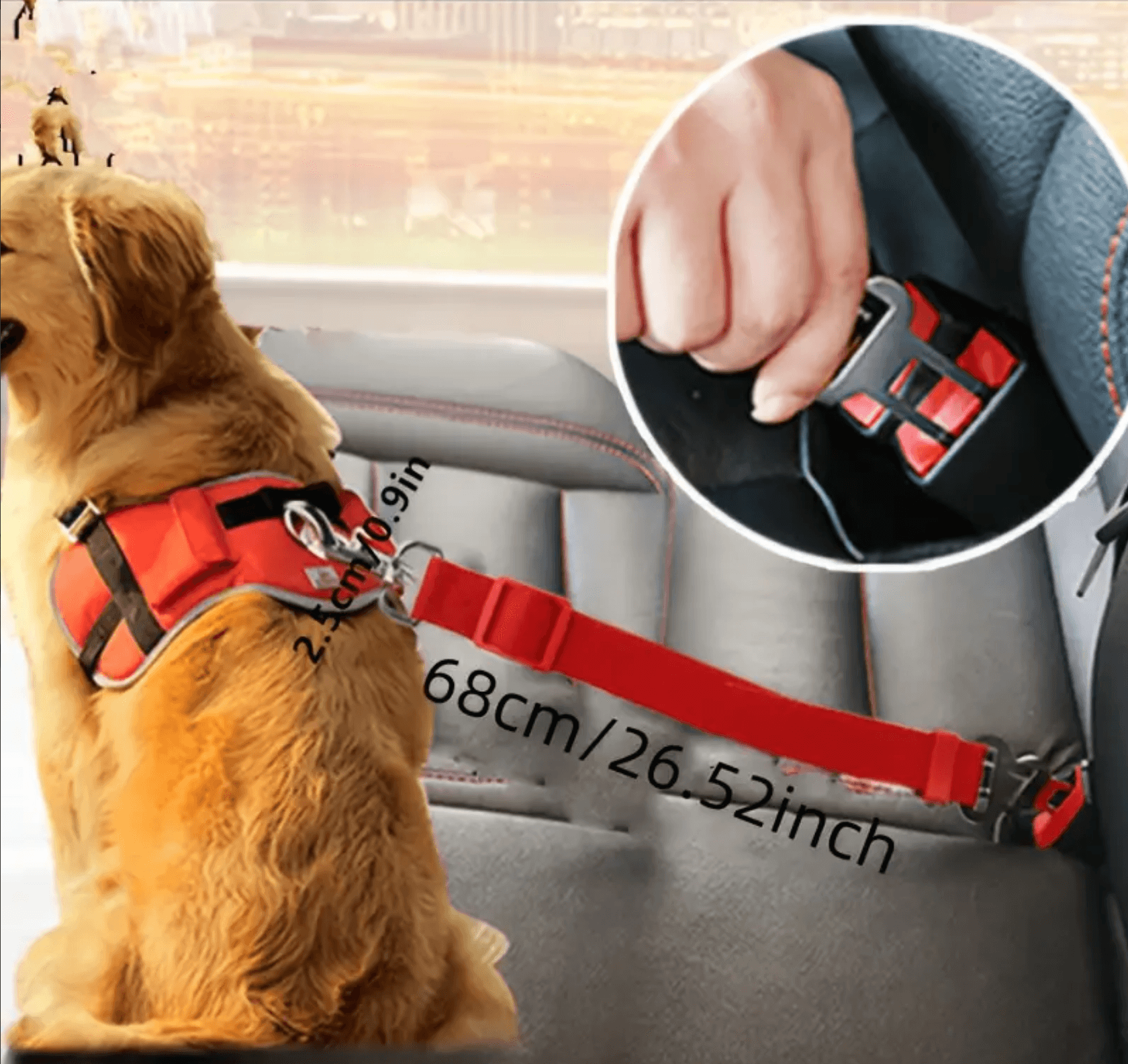 Car dog leash clearance